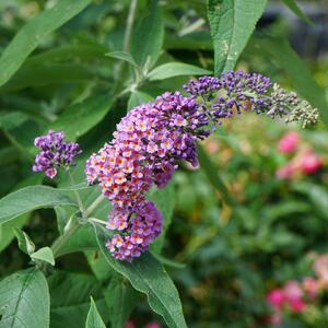 Buddleja davidii 'Flower Power'