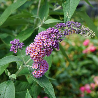 Buddleja davidii 'Flower Power'