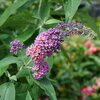 Buddleja davidii 'Flower Power'