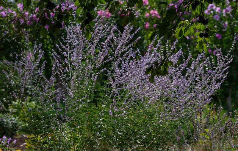 Perovskia atriplicifolia 'Blue Spire'