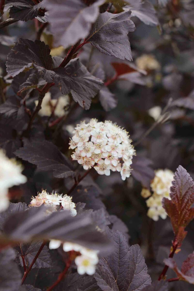 Blütenhecke 4 Jahreszeiten