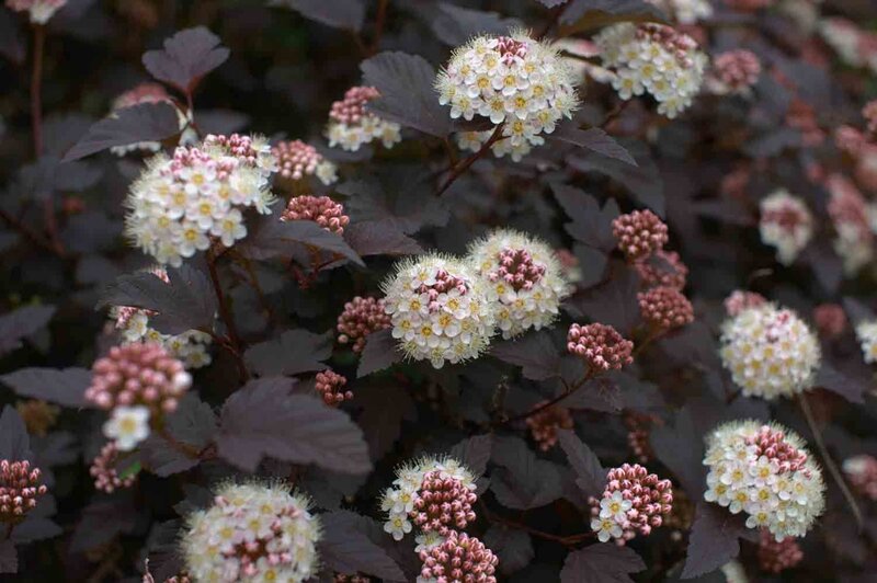 Physocarpus opulifolius 'Diabolo'