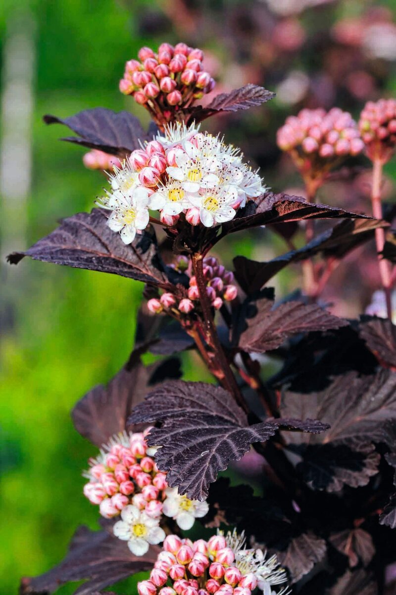 Physocarpus opulifolius 'Diabolo'