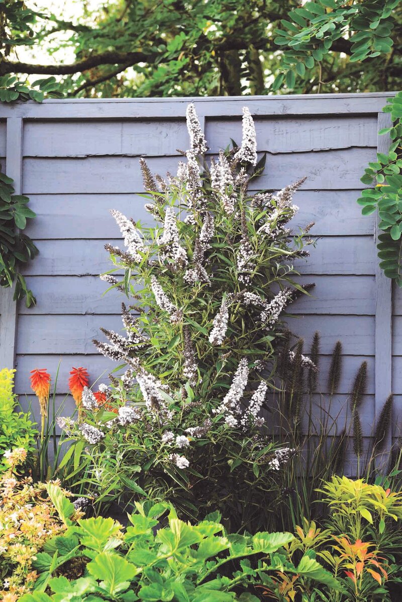 Sommerflieder 'Butterfly Tower®' weiß