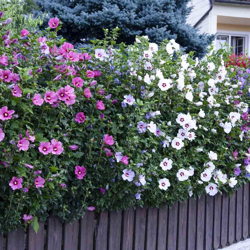 Erstaunlich Hibiskus Hecke 1m Hoch Kaufen Bild