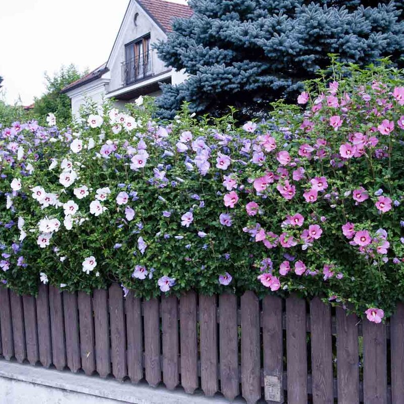Erstaunlich Hibiskus Hecke 1m Hoch Kaufen Bild