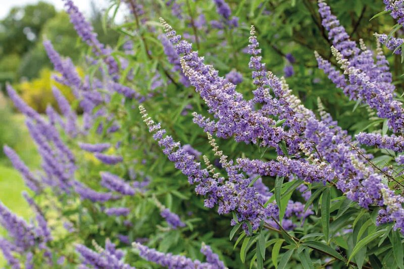 Vitex x Chicagoland Blues ™ 'Daniel Searle'