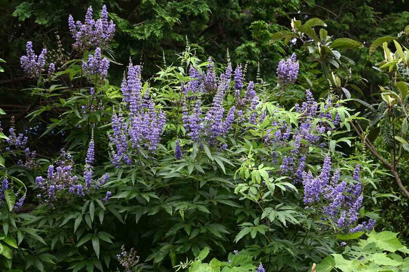 Vitex x Chicagoland Blues ™ 'Daniel Searle'