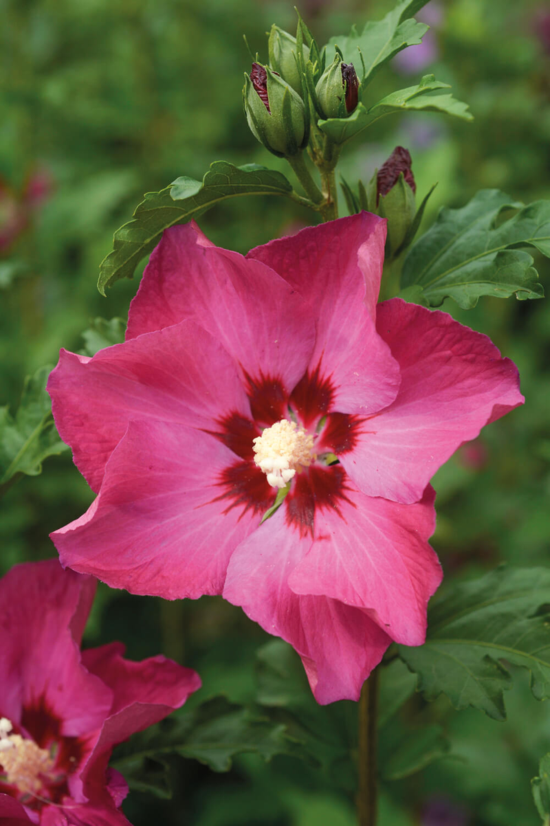Hibiscus syriacus 'SUP' Bridge'®