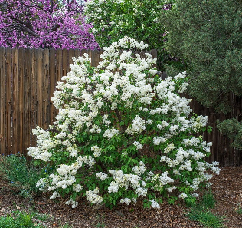 Syringa vulgaris 'Madame Florent Stepman'