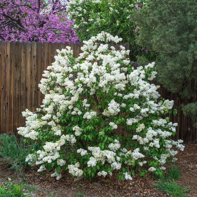 Syringa vulgaris 'Madame Florent Stepman' | STARKL