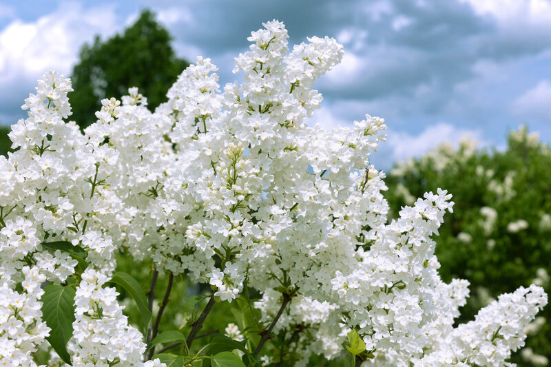 Syringa vulgaris 'Madame Florent Stepman'