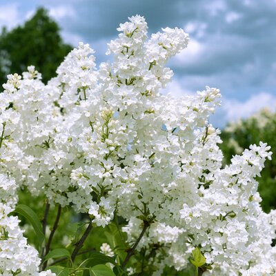 Syringa vulgaris 'Madame Florent Stepman' | STARKL