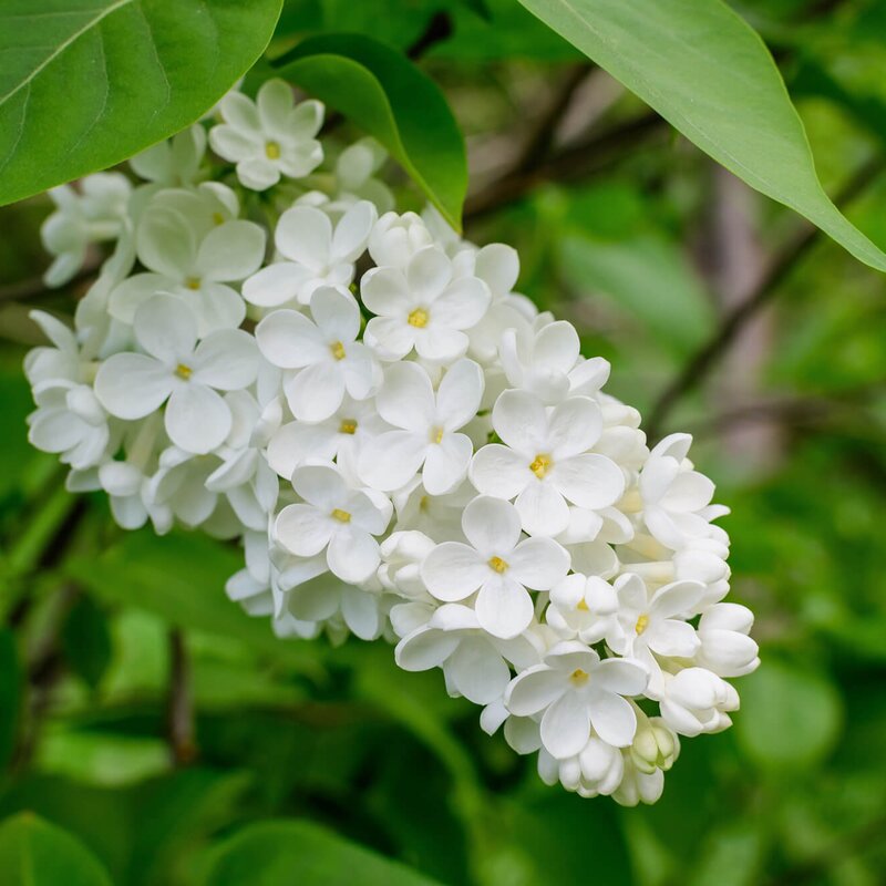 Syringa vulgaris 'Madame Florent Stepman' | STARKL