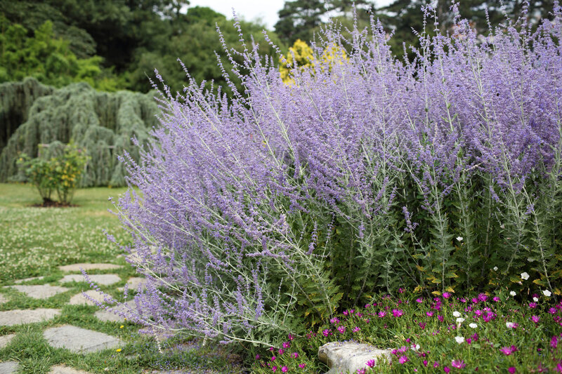 Perovskia atriplicifolia Blue Spire