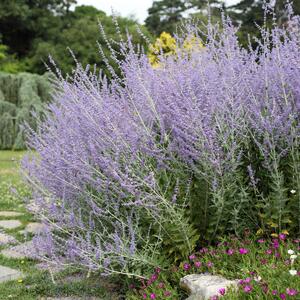 Perovskia atriplicifolia Blue Spire