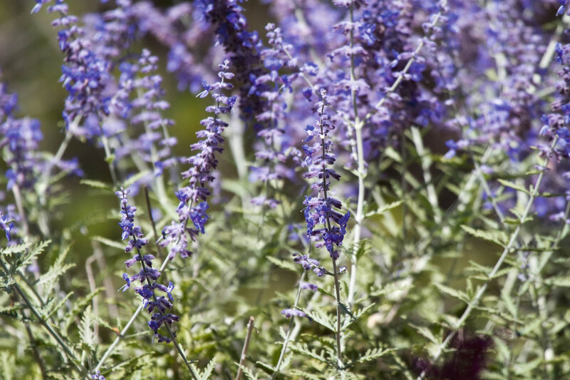 Perovskia atriplicifolia Blue Spire