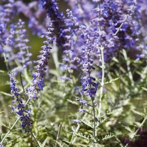 Perovskia atriplicifolia Blue Spire
