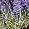 Perovskia atriplicifolia Blue Spire