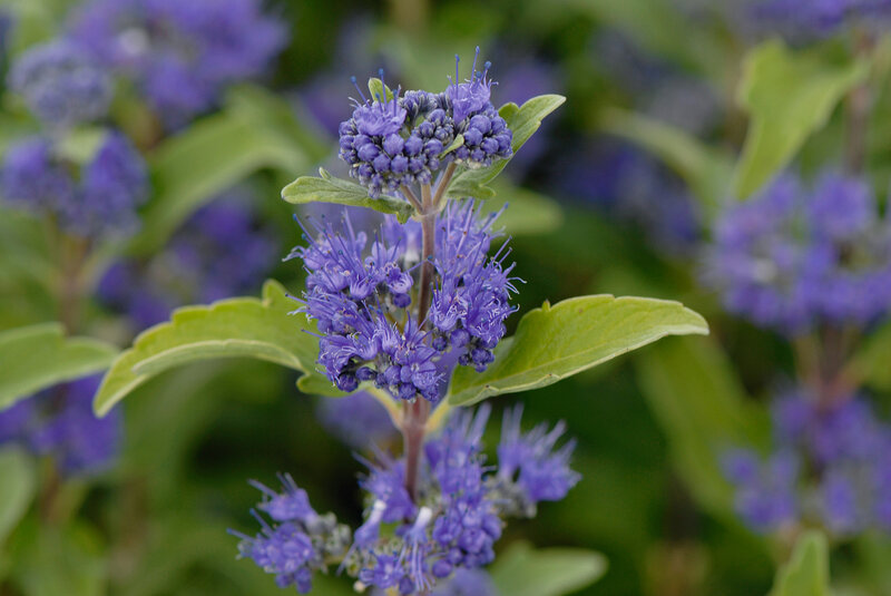 Caryopteris clandonensis Grand Bleu