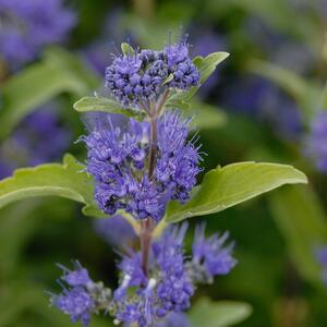 Caryopteris clandonensis Grand Bleu