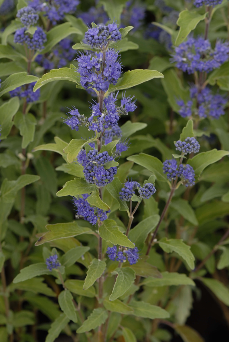 Caryopteris clandonensis Grand Bleu