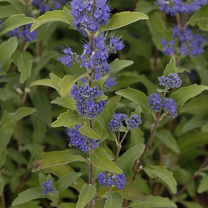 Caryopteris clandonensis Grand Bleu