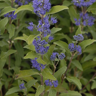 Caryopteris clandonensis Grand Bleu