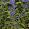 Caryopteris clandonensis Grand Bleu
