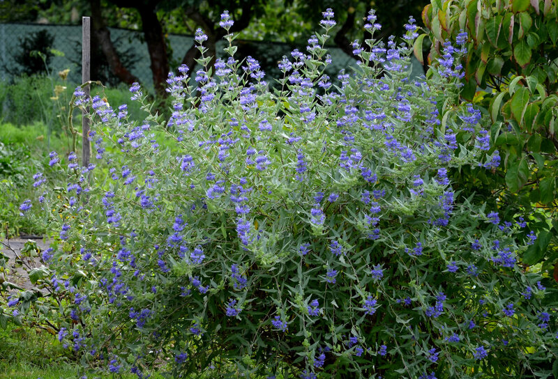 Caryopteris clandonensis Grand Bleu