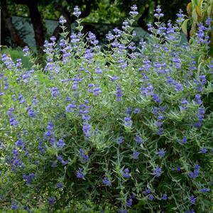 Caryopteris clandonensis Grand Bleu