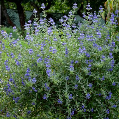 Caryopteris clandonensis Grand Bleu