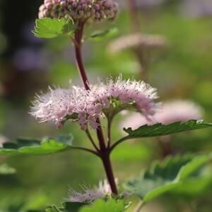 Caryopteris clandonensis Stephi