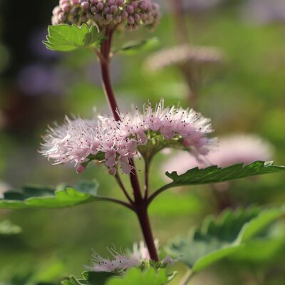 Caryopteris clandonensis Stephi
