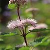 Caryopteris clandonensis Stephi
