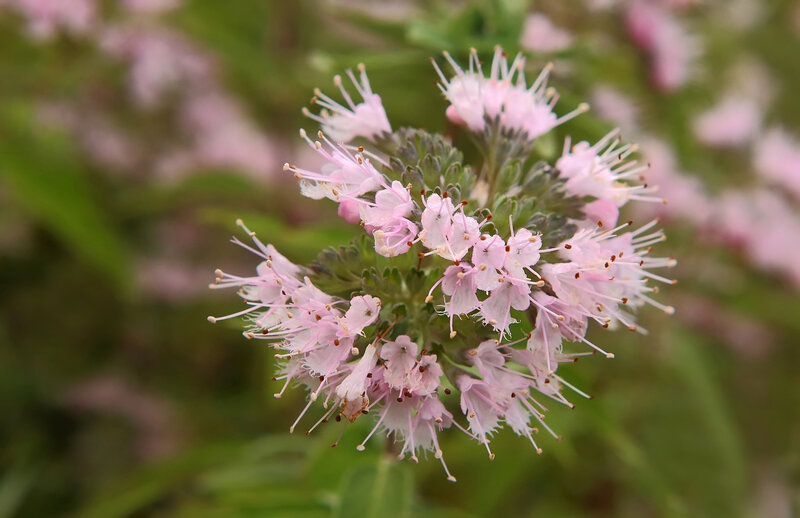 Caryopteris clandonensis Stephi