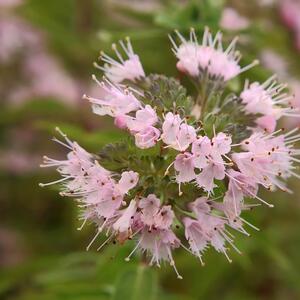 Caryopteris clandonensis Stephi