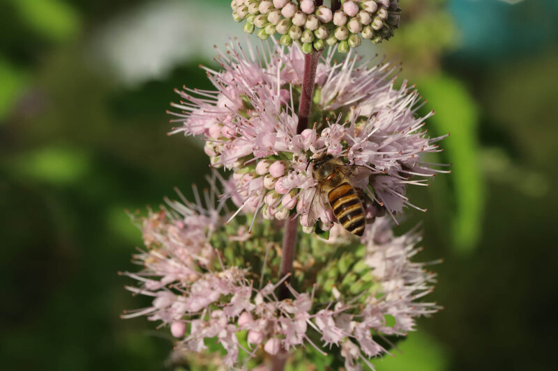 Caryopteris clandonensis Stephi