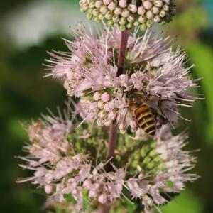 Caryopteris clandonensis Stephi