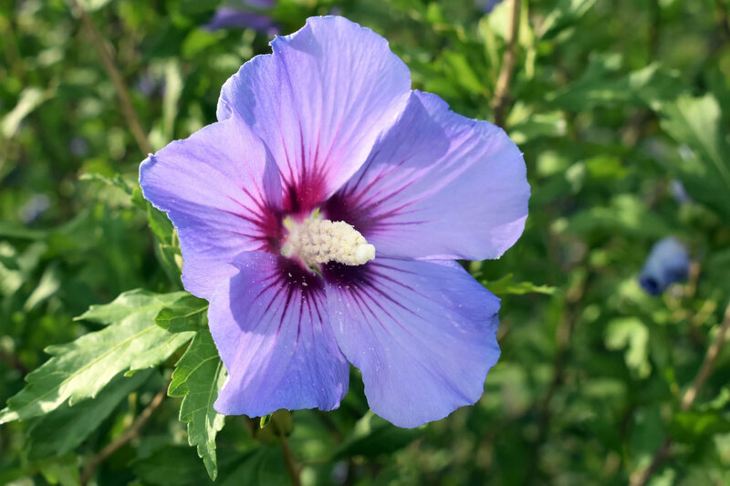 Hibiscus syriacus Blue Bird