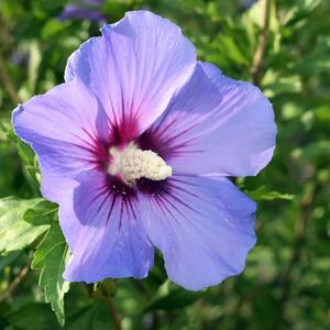 Hibiscus syriacus Blue Bird