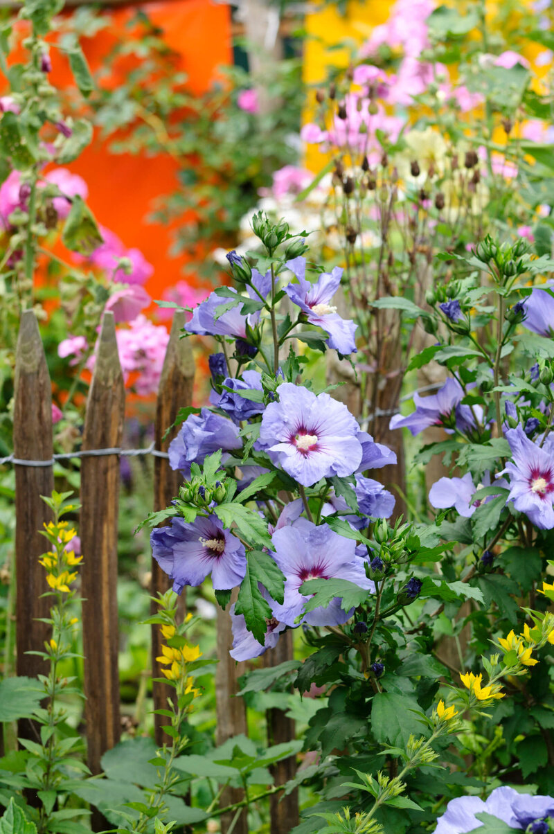 Hibiscus syriacus Blue Bird