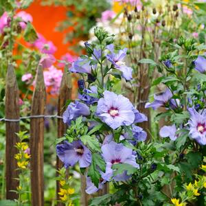 Hibiscus syriacus Blue Bird