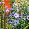 Hibiscus syriacus Blue Bird