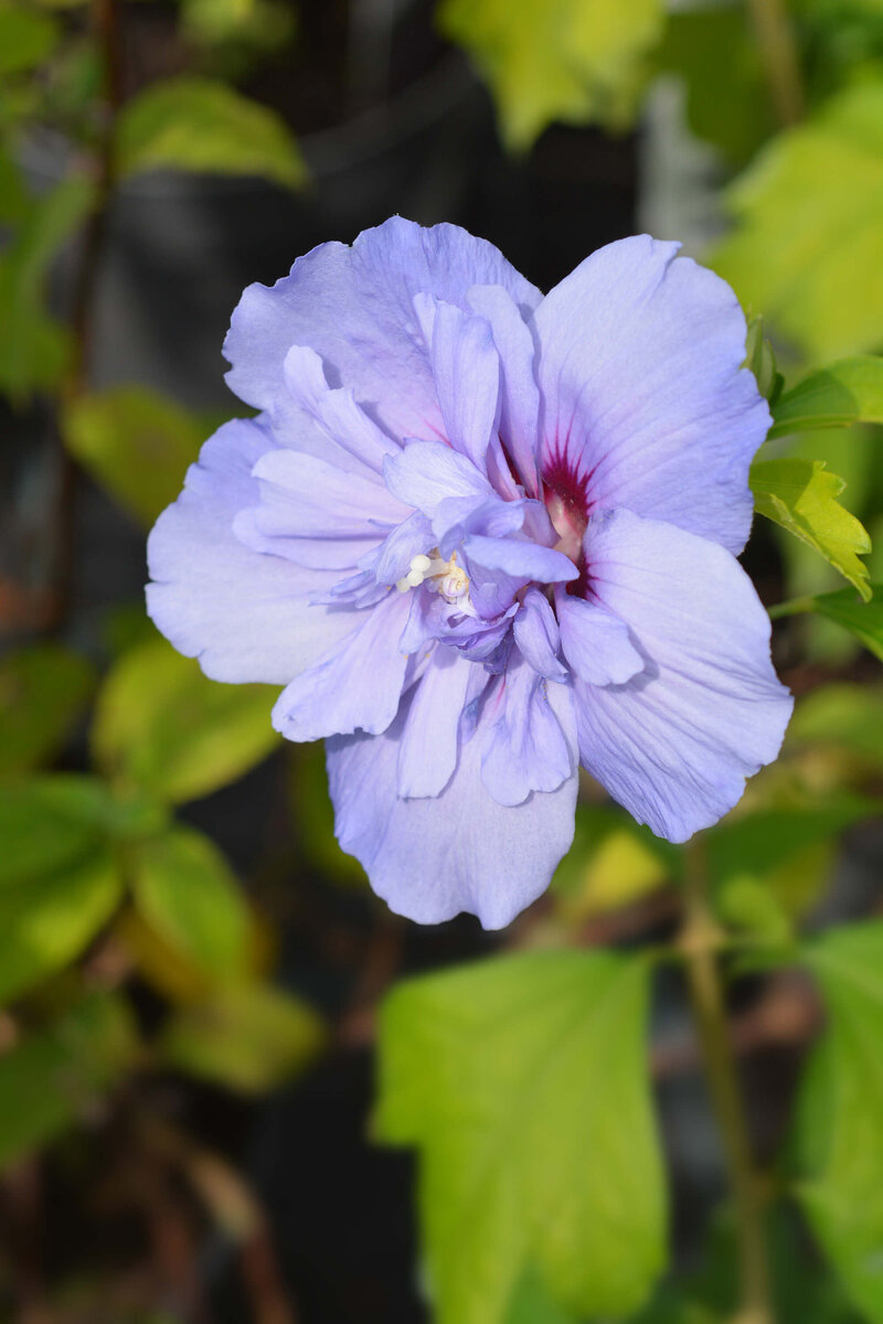 Hibiscus syriacus Blue Chiffon