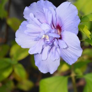 Hibiscus syriacus Blue Chiffon