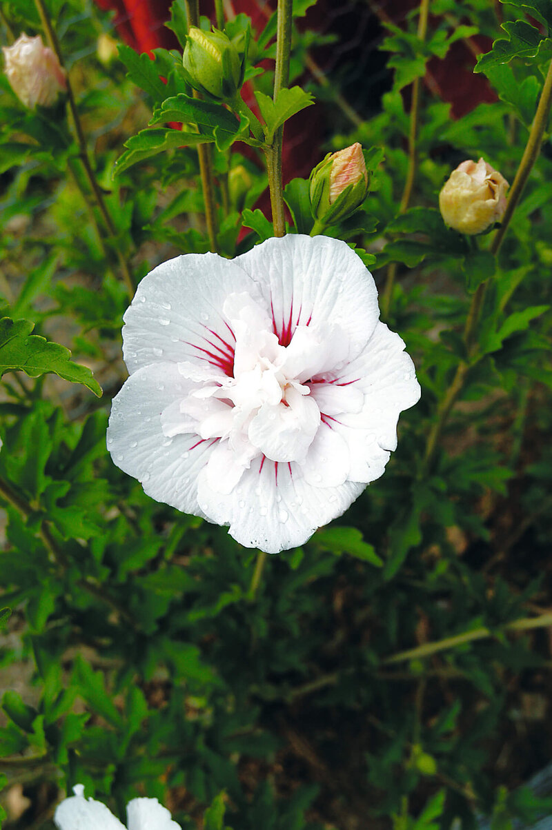 Hibiscus syriacus China Chiffon