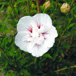 Hibiscus syriacus China Chiffon