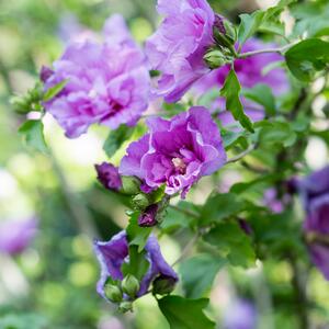 Hibiscus syriacus Lavender Chiffon