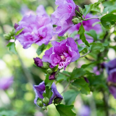 Hibiscus syriacus Lavender Chiffon